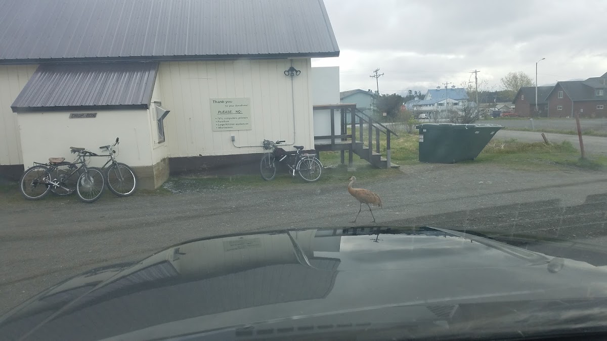 Pick N' Pay in Homer