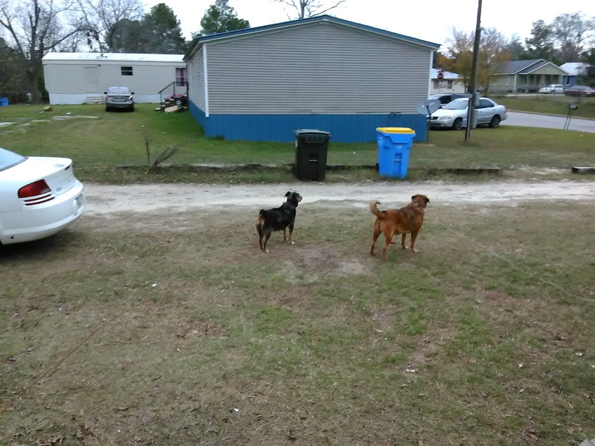 Brother Charlie Rescue Center in Tifton
